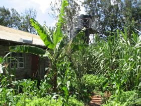 Ngong garden en watertank Preparationhouse  (13).JPG